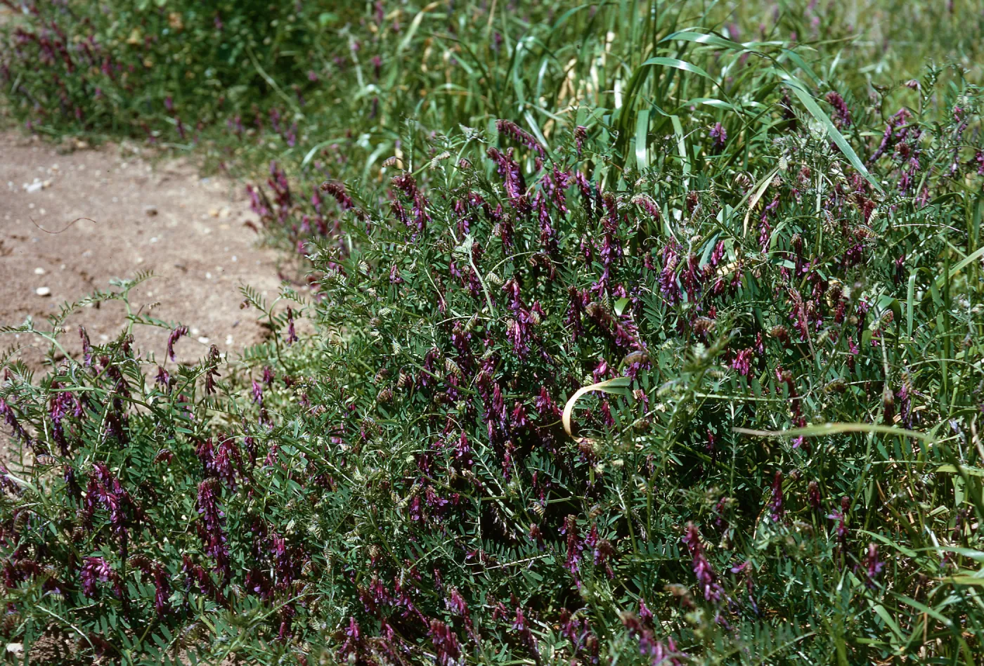 Vicia benghalensis