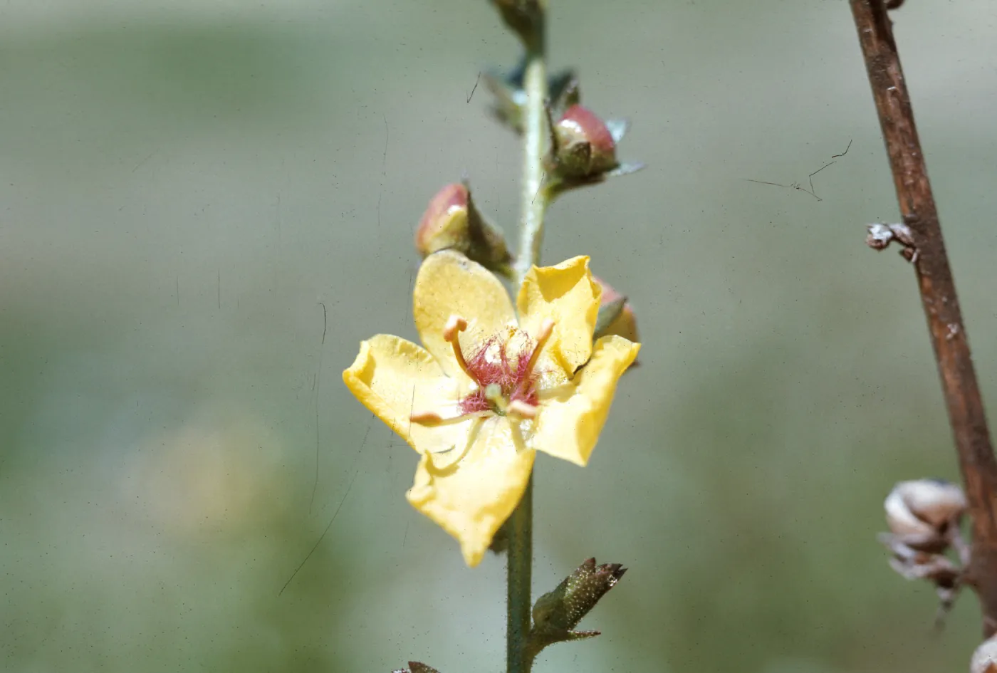 Verbascum virgatum