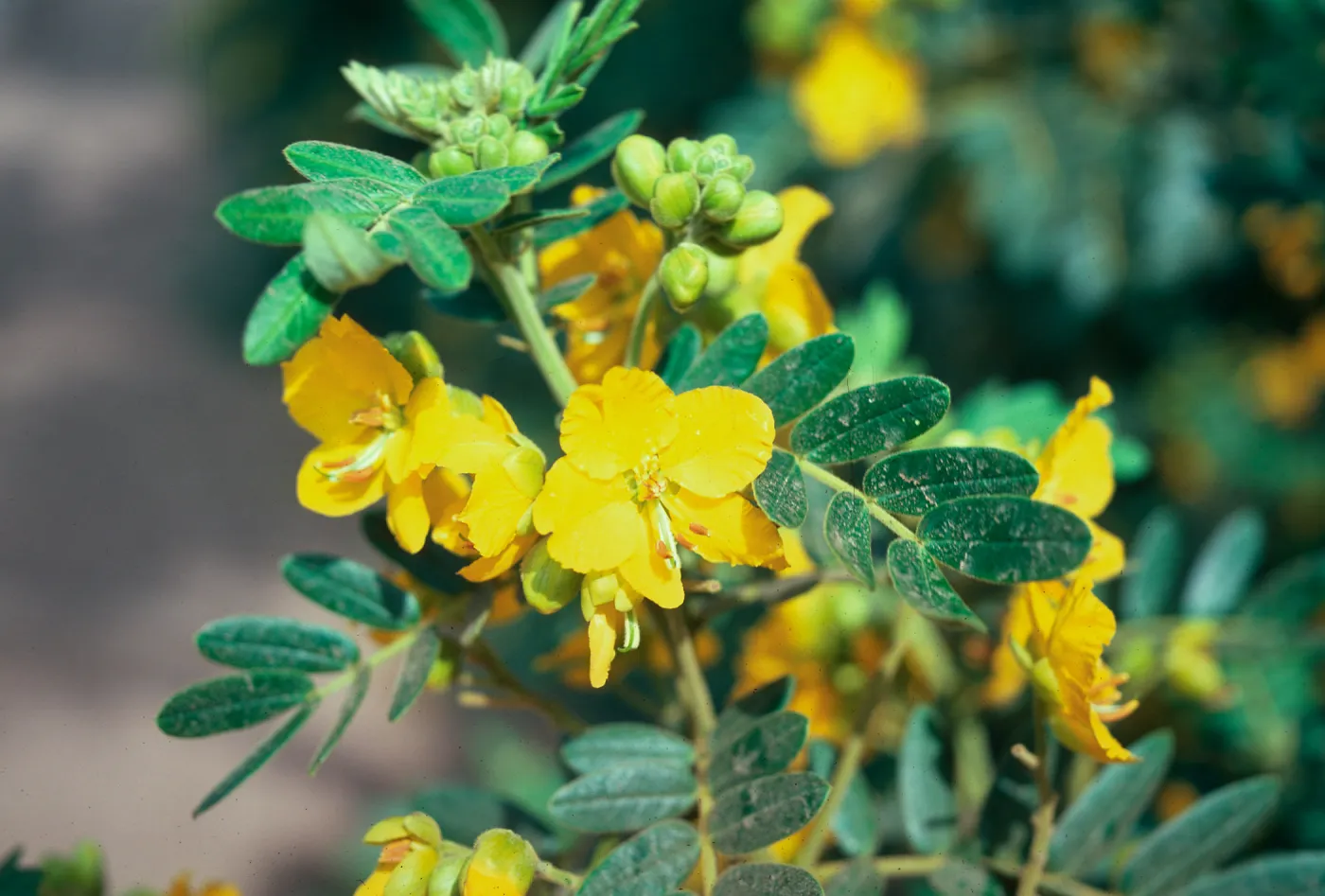 Cassia tomentosa