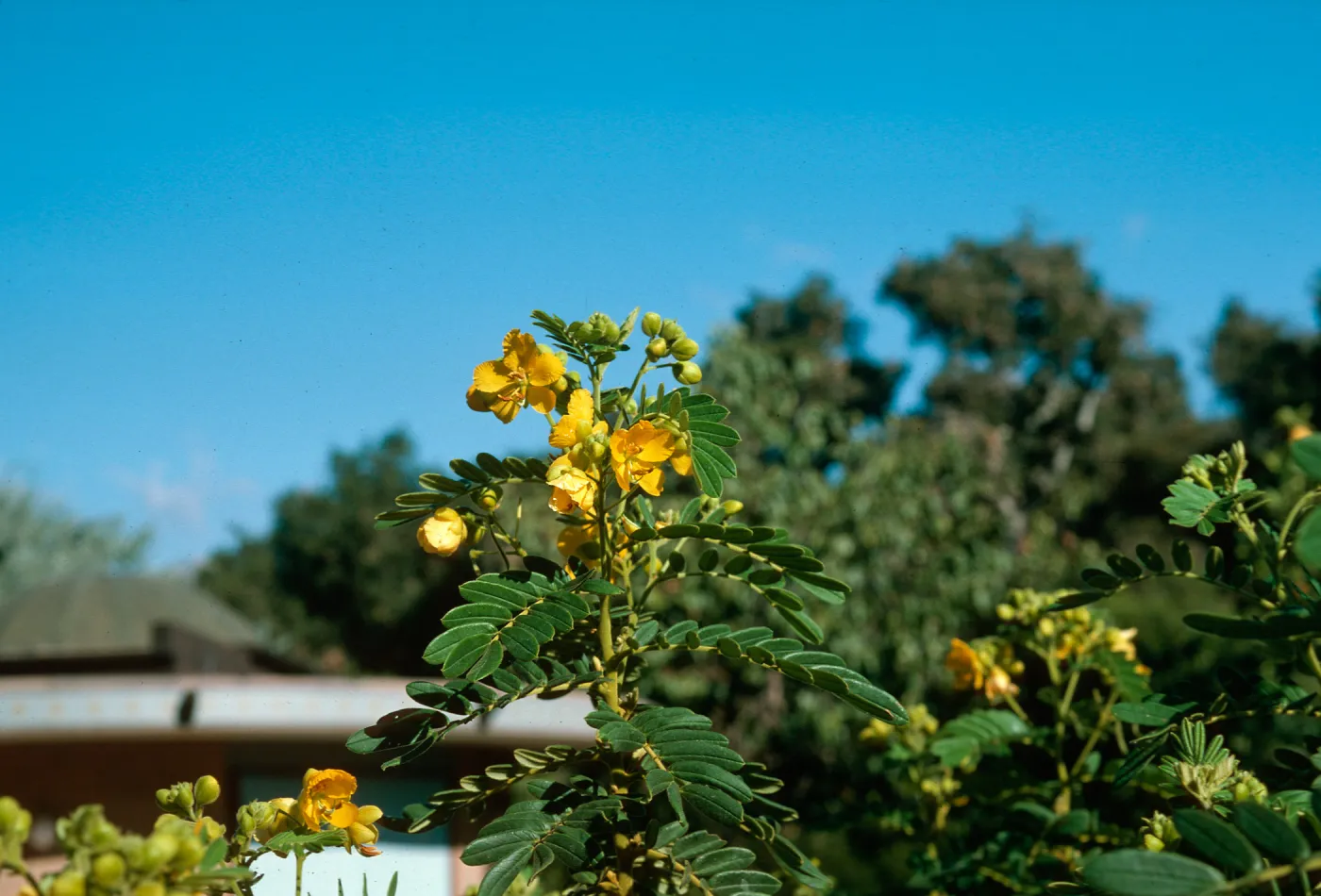 Cassia
