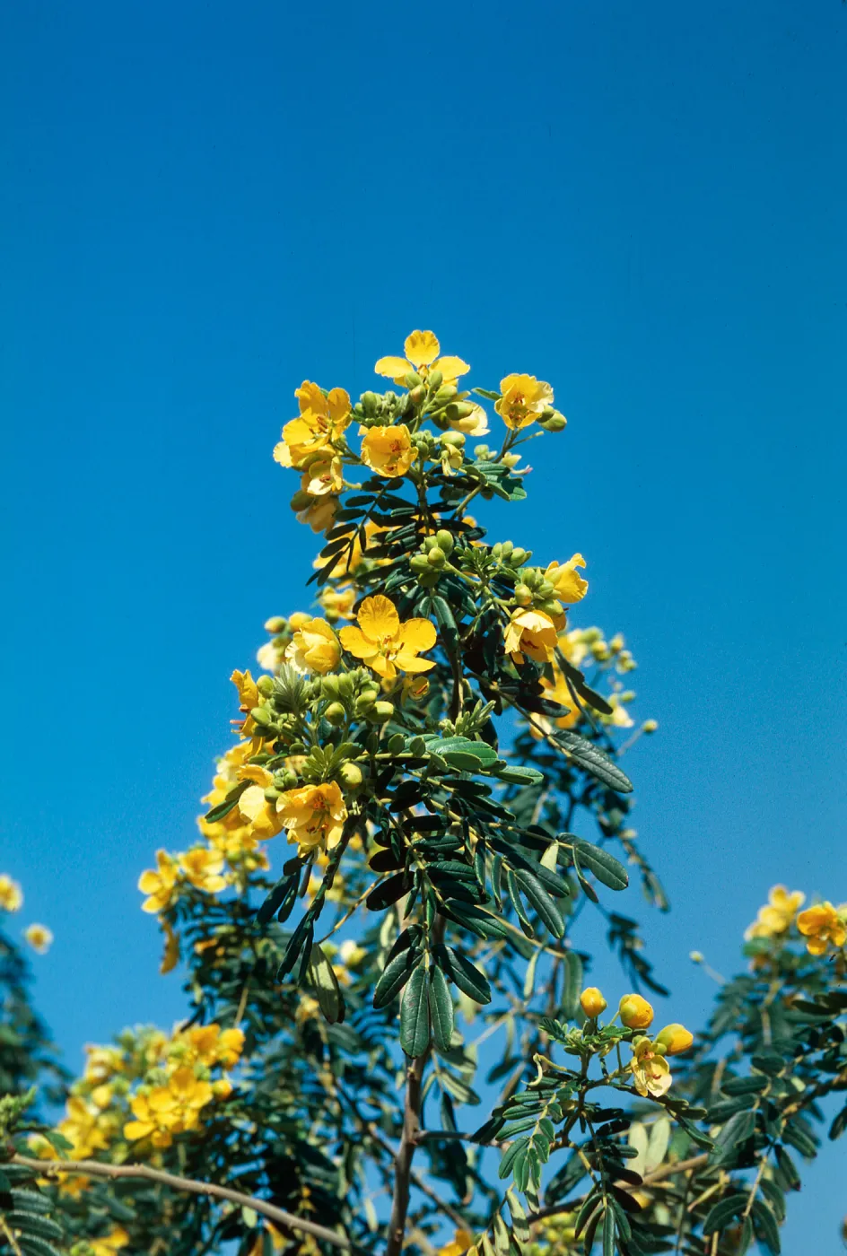 Cassia