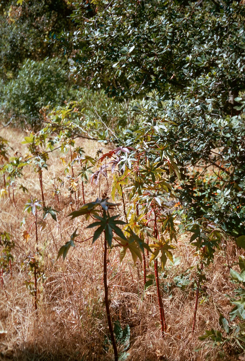 Castor bean, Santa Barbara Museum