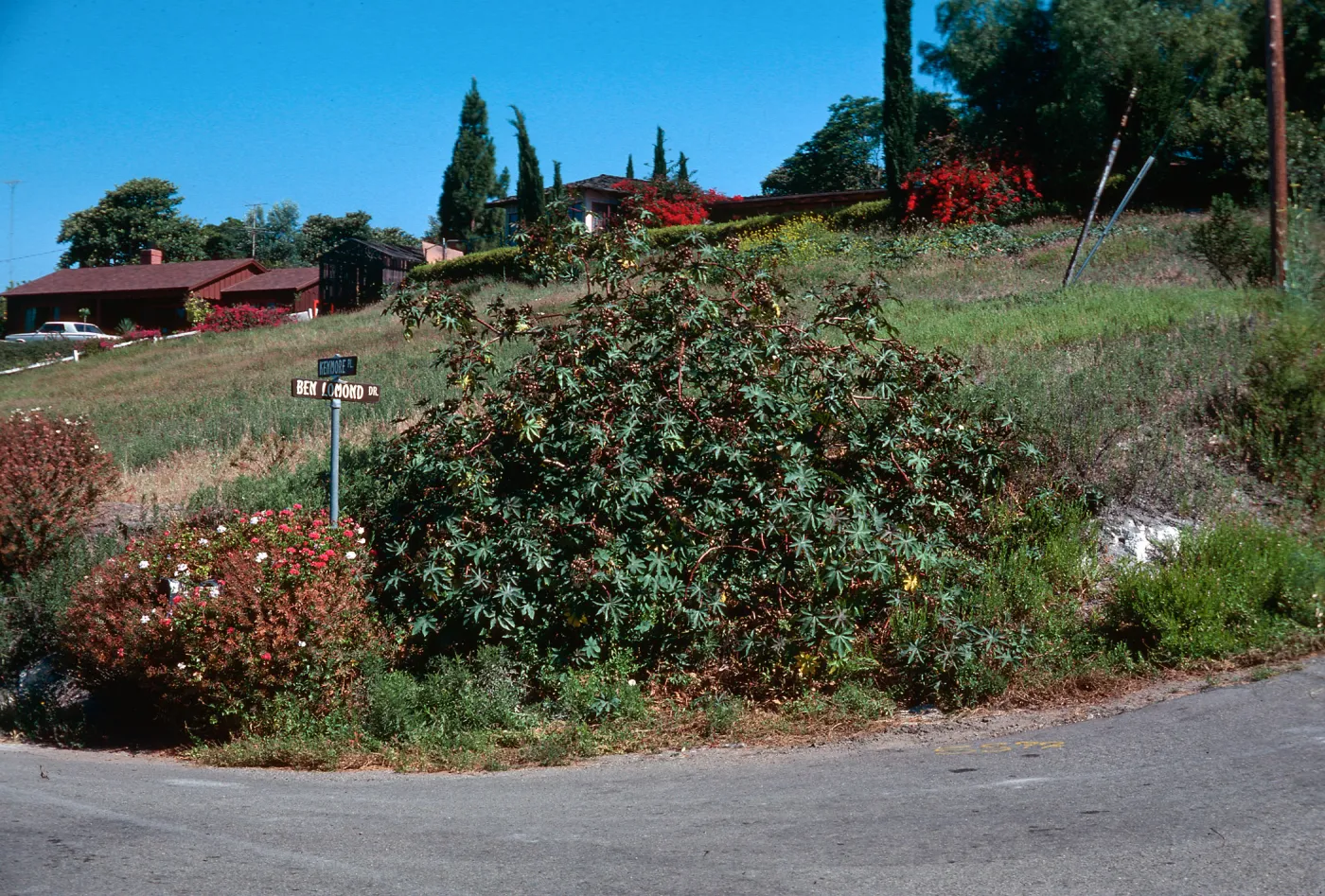 Castor bean