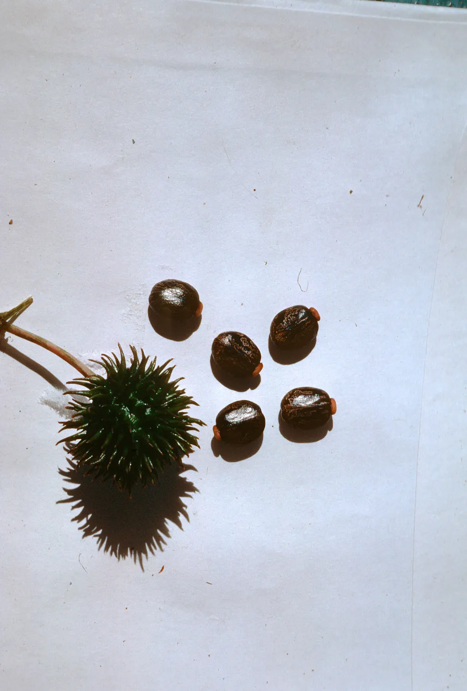 Castor seeds