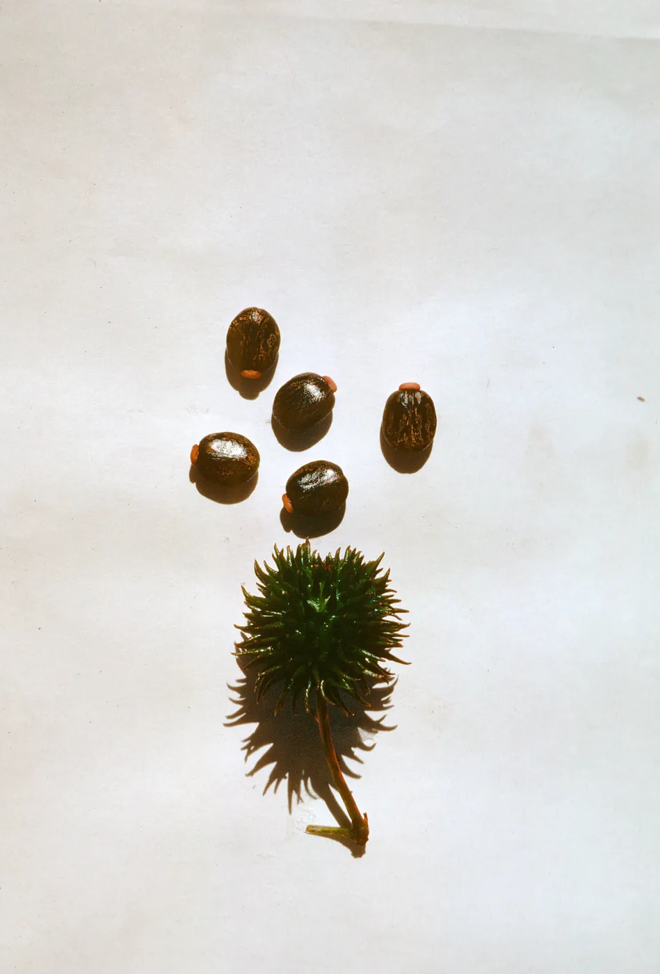 Castor seeds