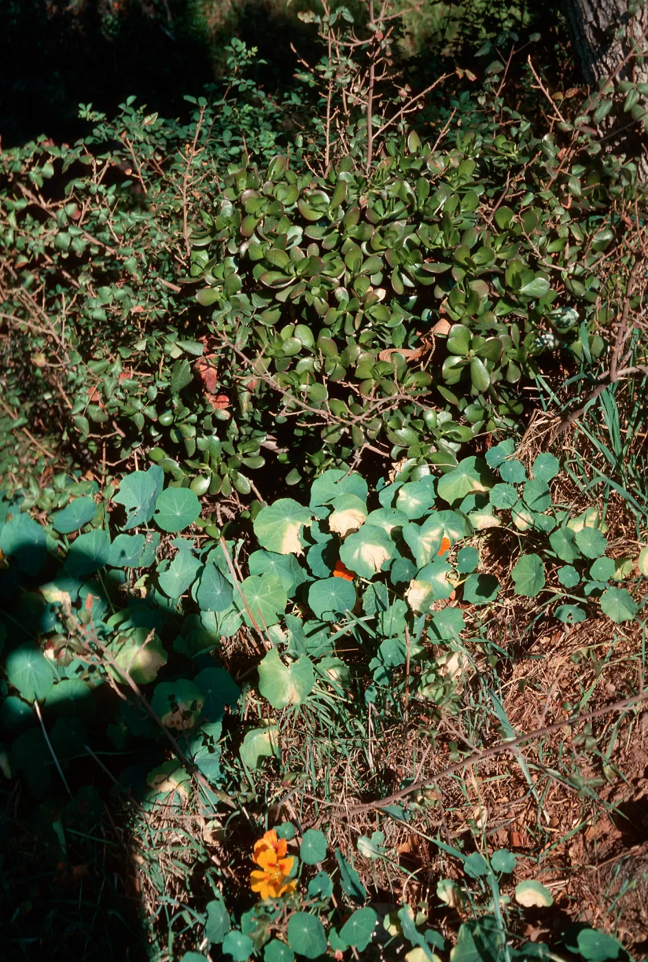 Crassula, Nasturtium