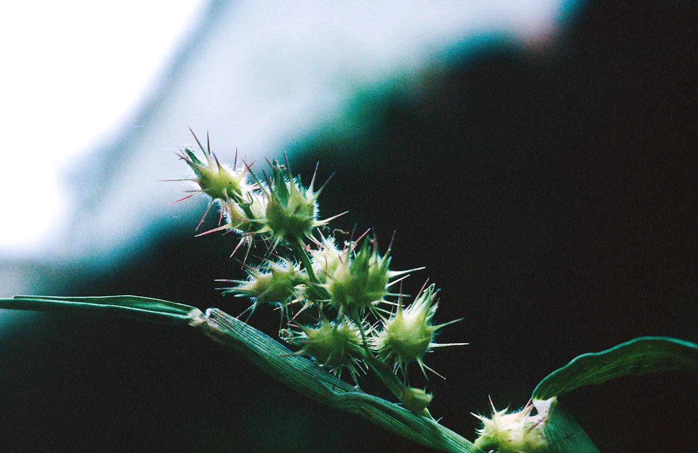 Cenchrus fruit