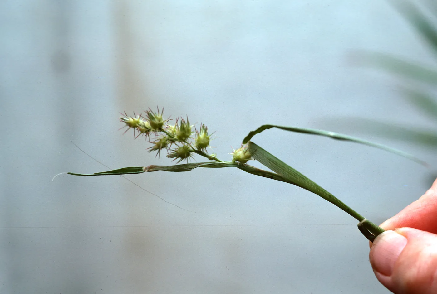 Cenchrus fruit