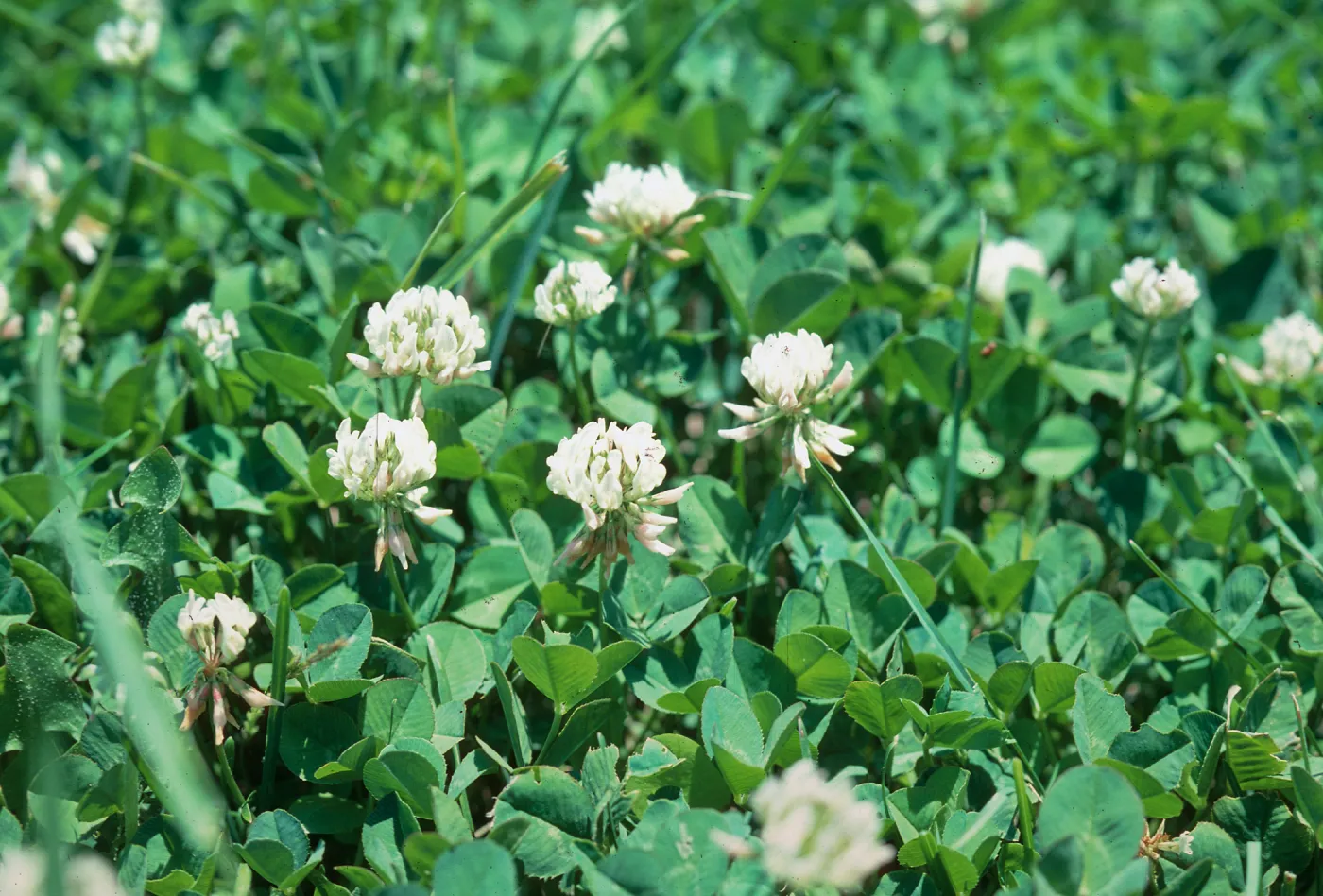 White Clover