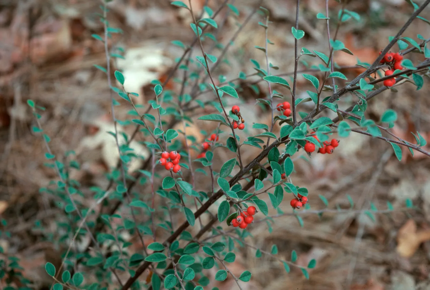 Cotoneaster