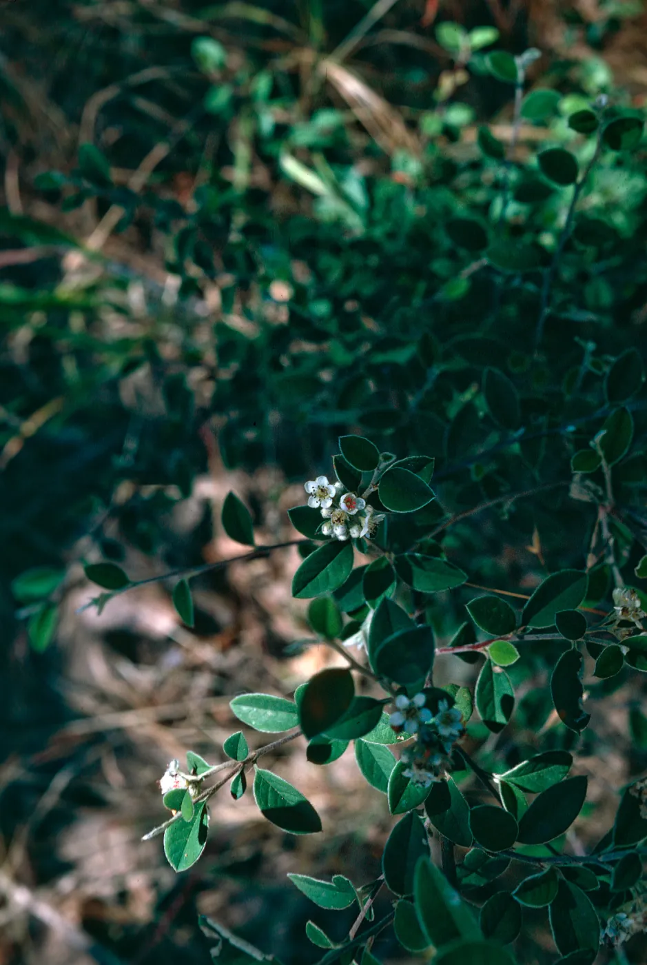 Cotoneaster