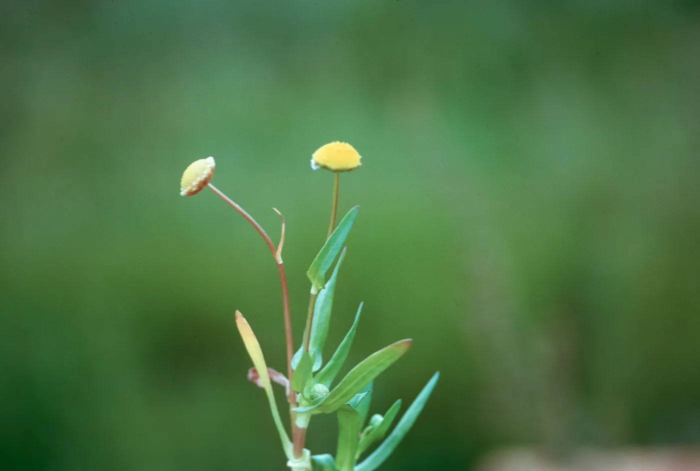 Cotula coronopifolia