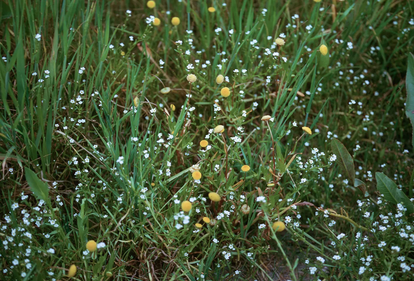 Cotula coronopifolia