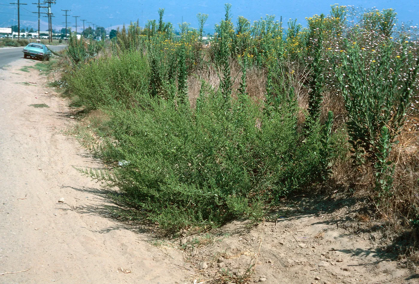 Chenopodium ambrosioides