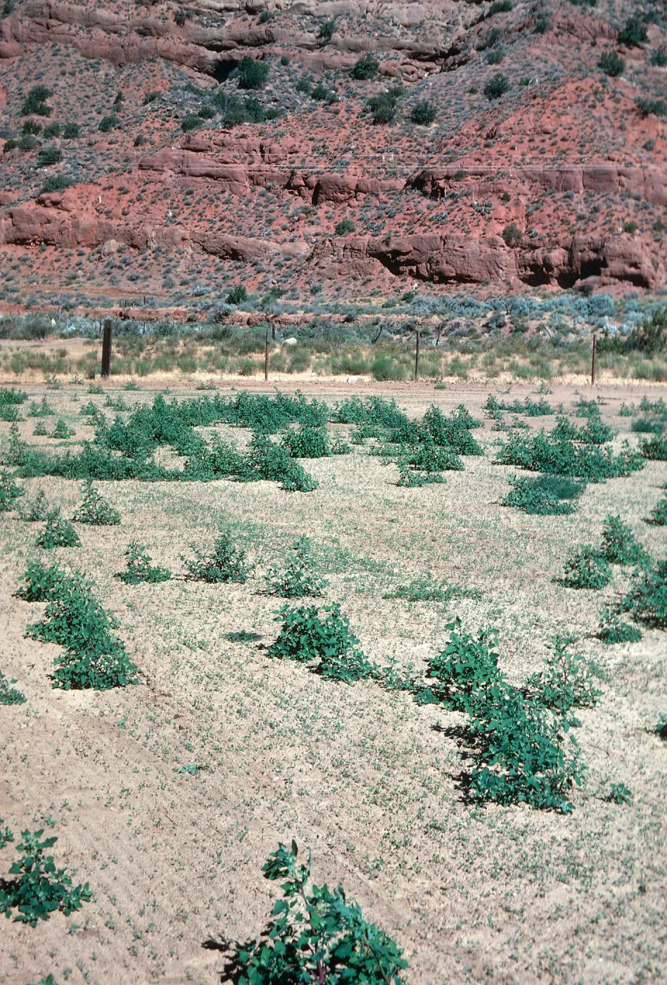 Chenopodium album, Santa Barbara Canyon