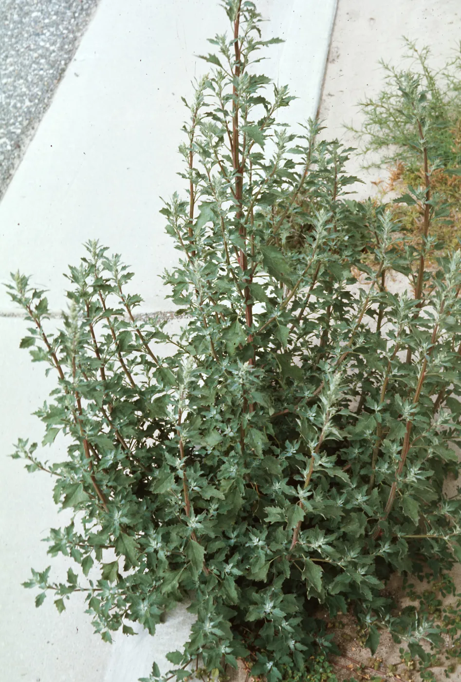 Chenopodium album