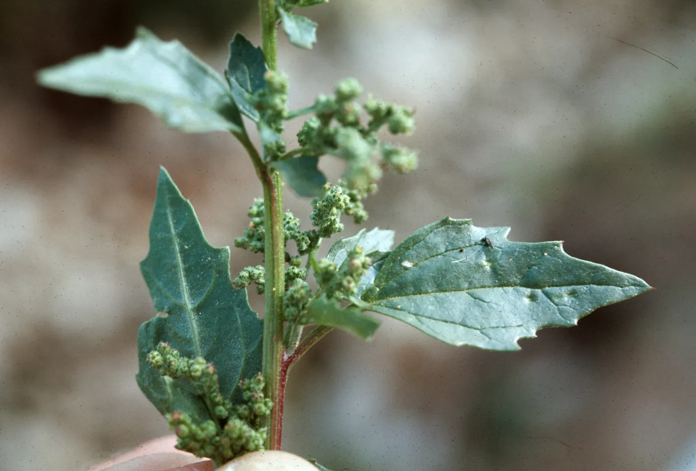 Chenopodium murale