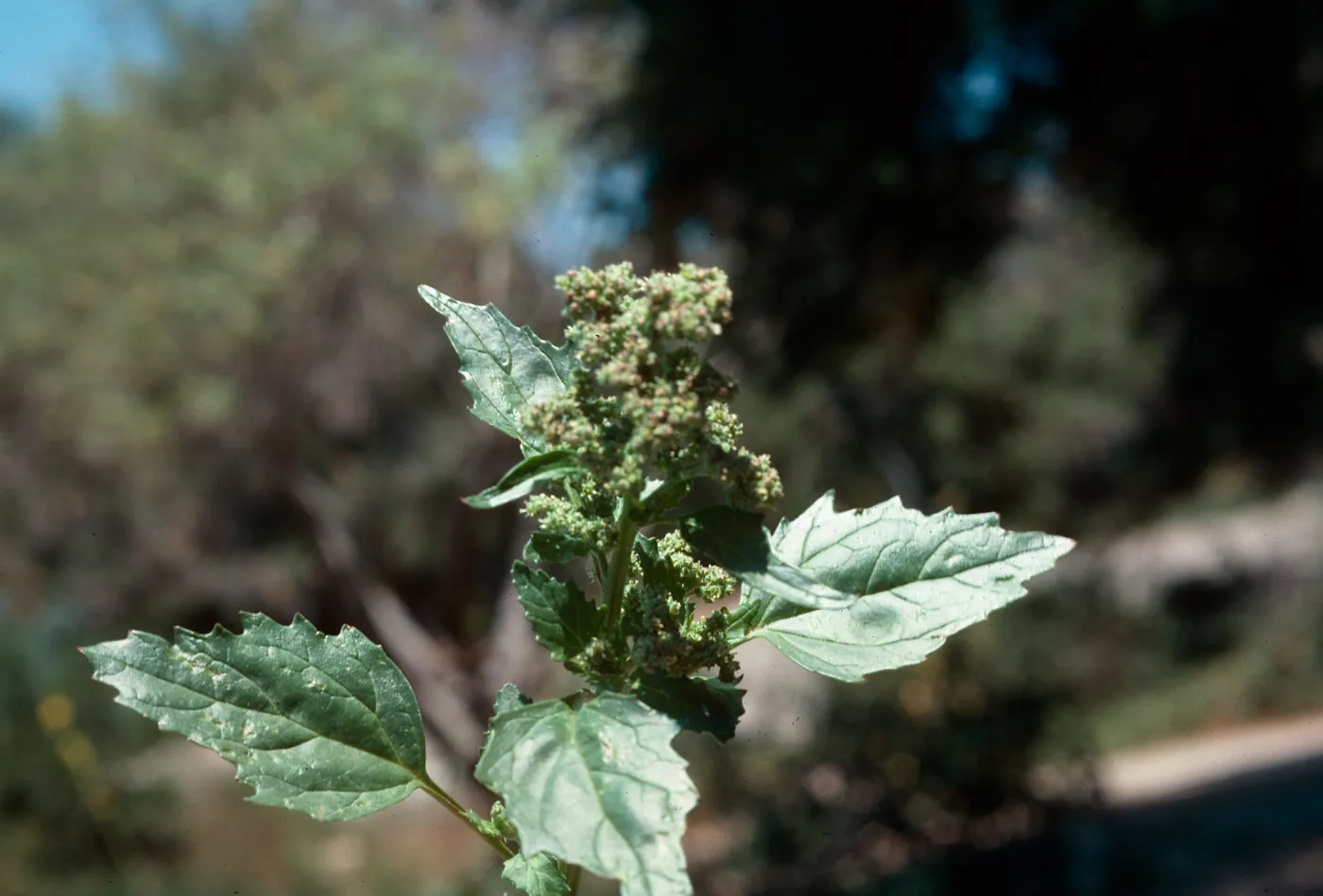 Chenopodium murale flower