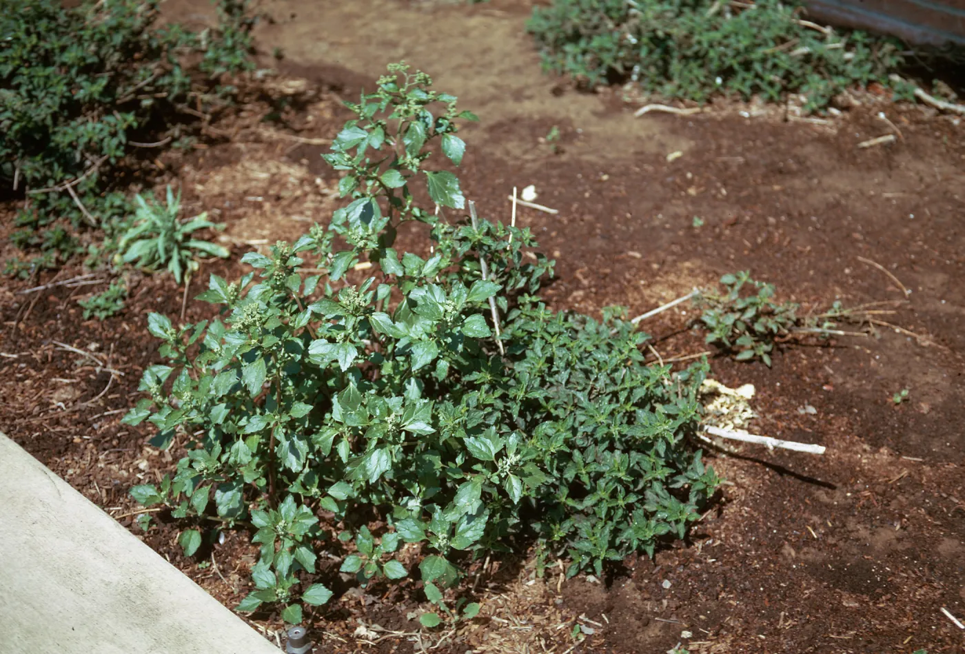Chenopodium murale