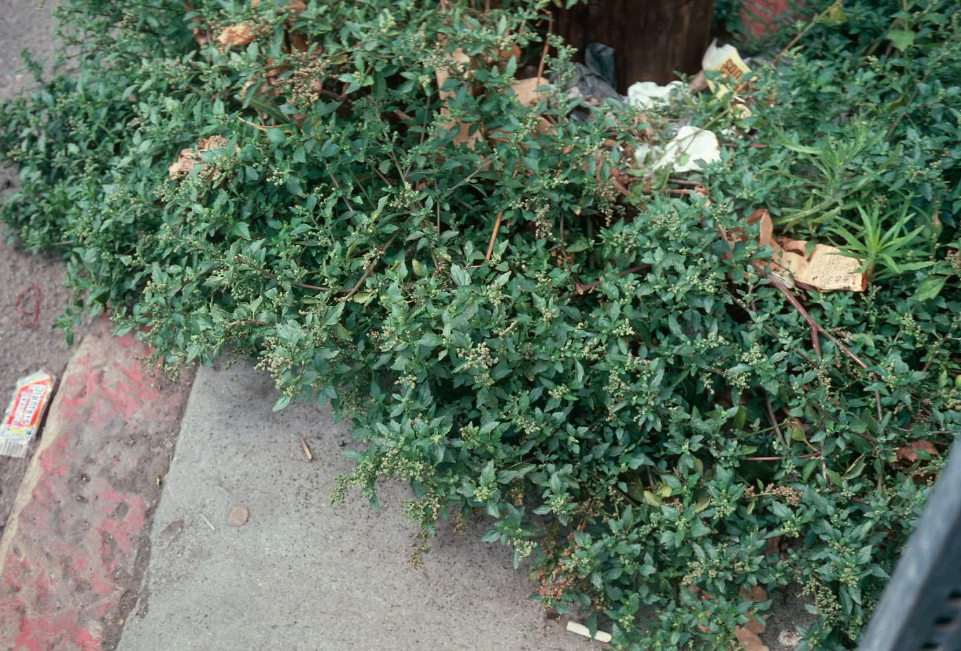 Chenopodium murale