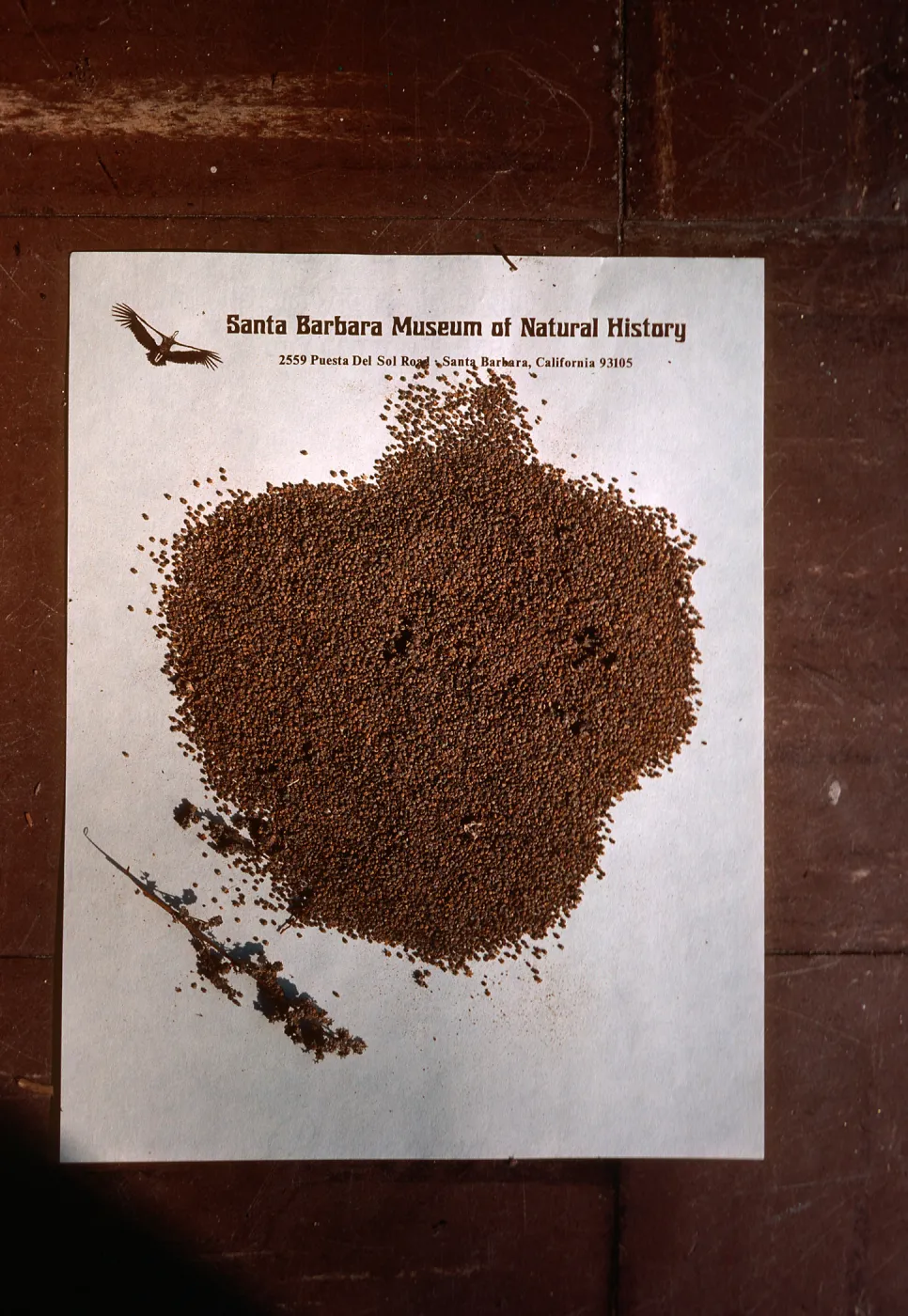 Chenopodium seed