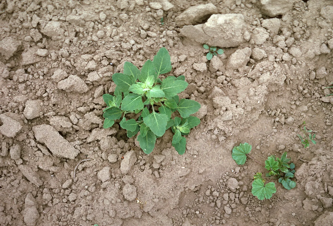 Chenopodium leaves