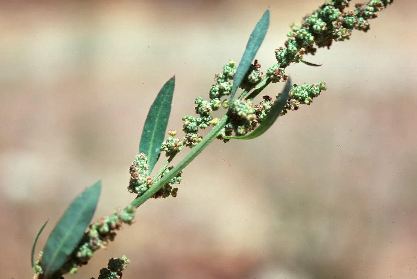 Chenopodium