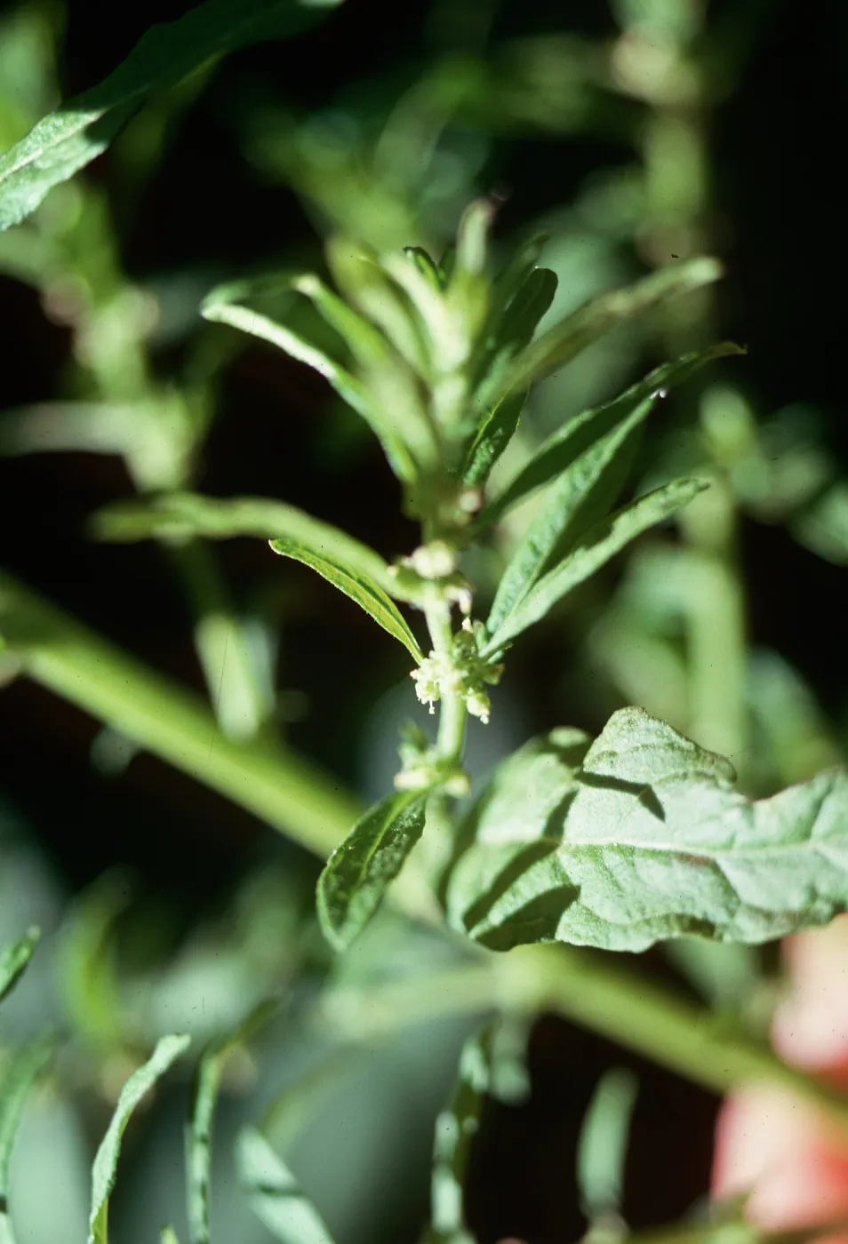 Chenopodium