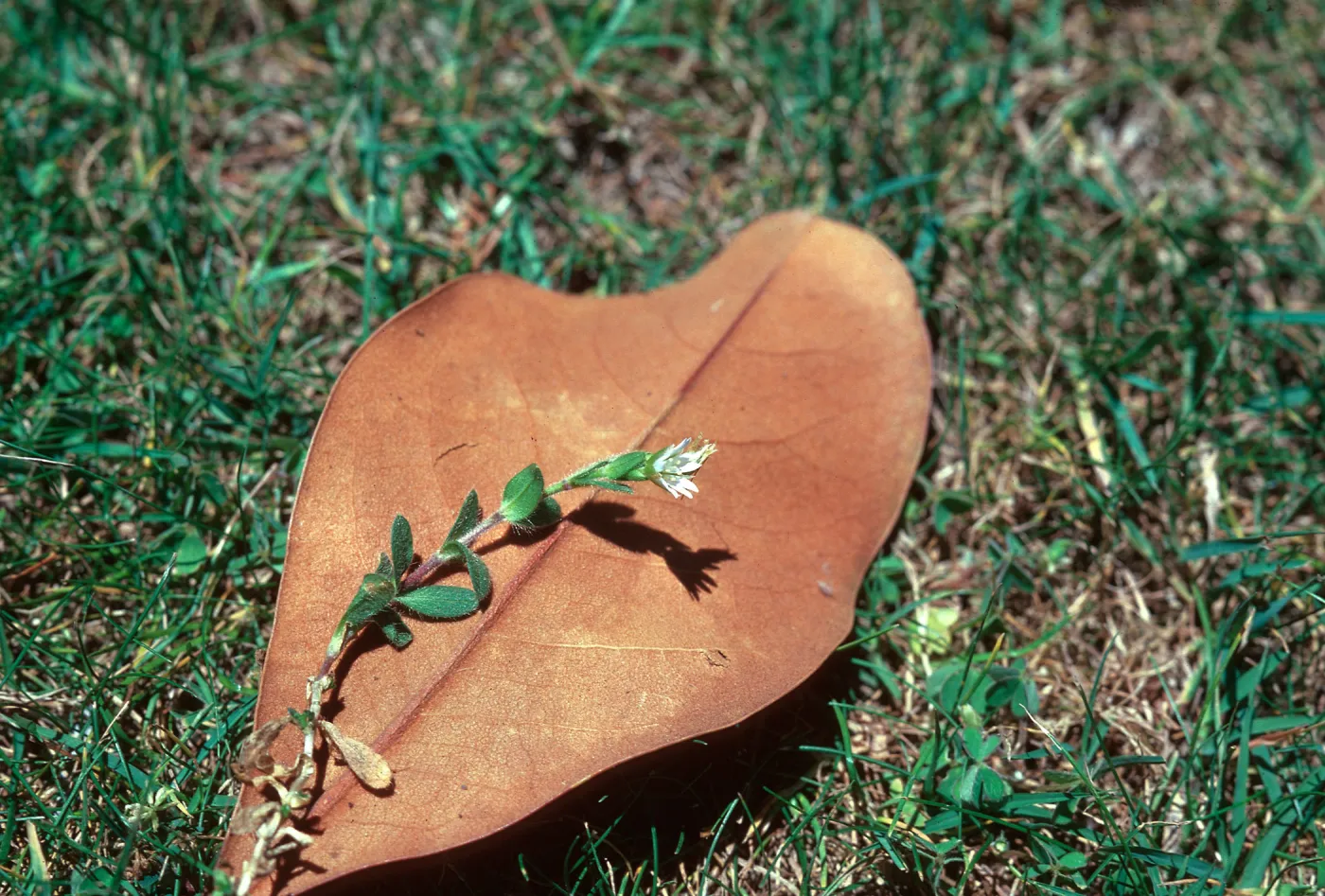 Cerastium lawn