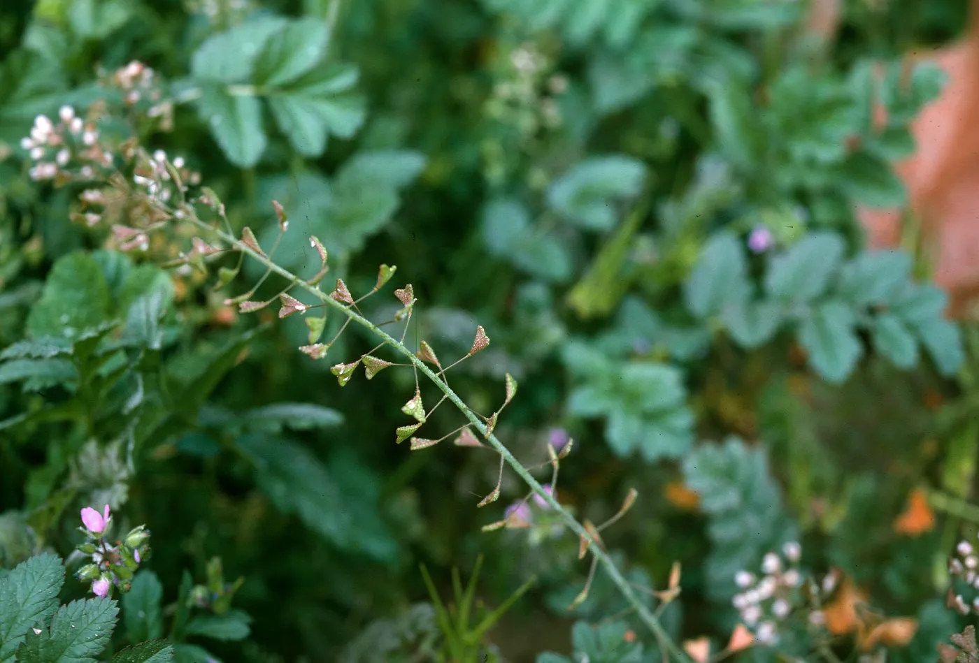 Capsella fruit