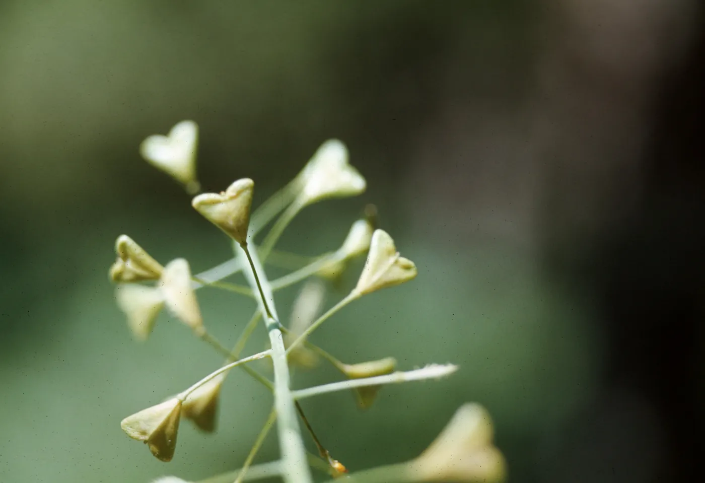 Capsella fruit