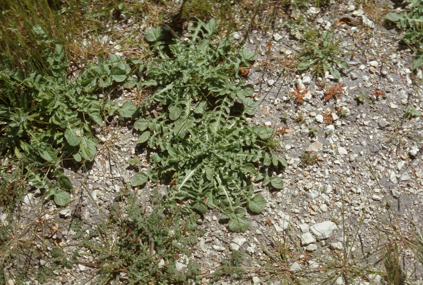 Centaurea