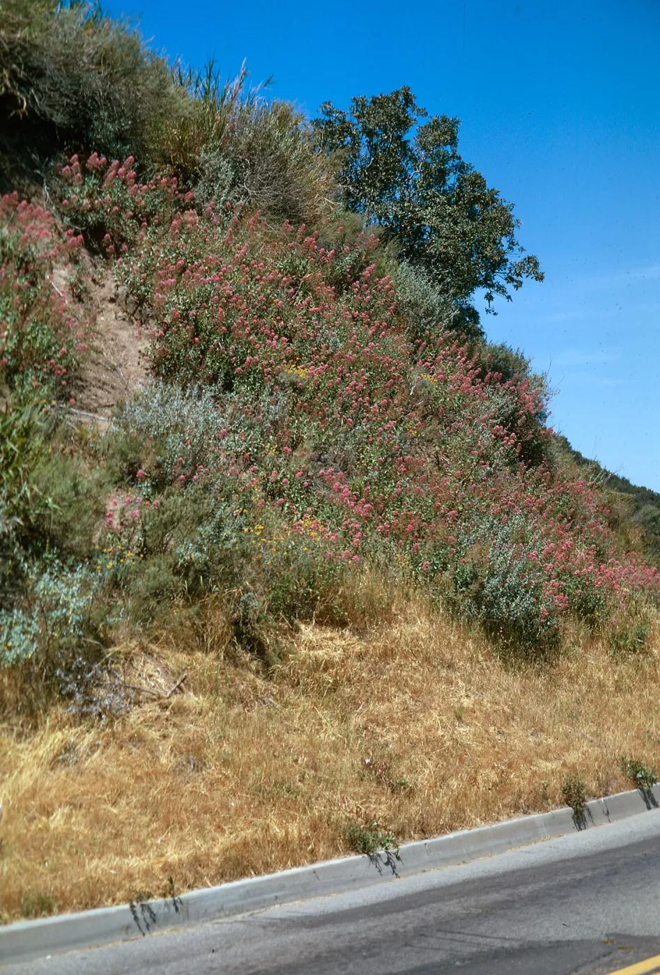 Centranthus, Mesa