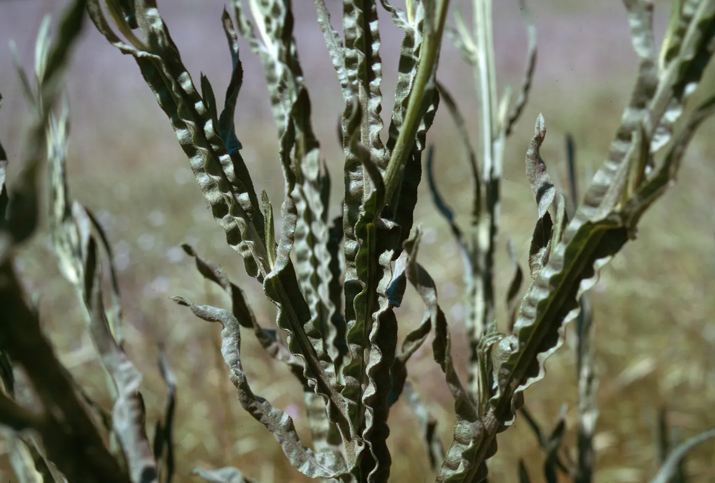 Centaurea solstitialis leaf