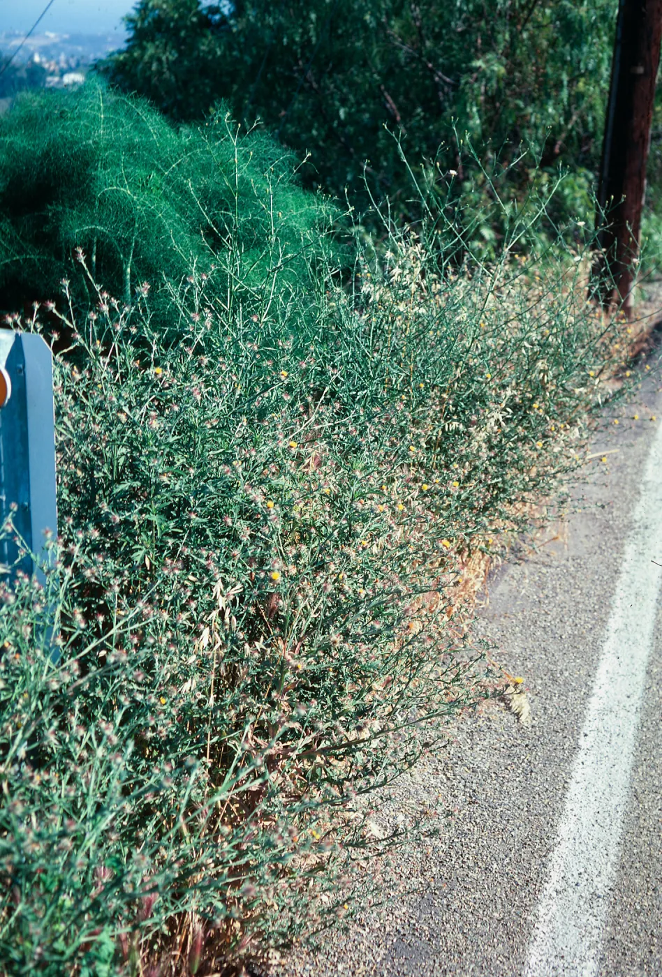 Centaurea melitensis
