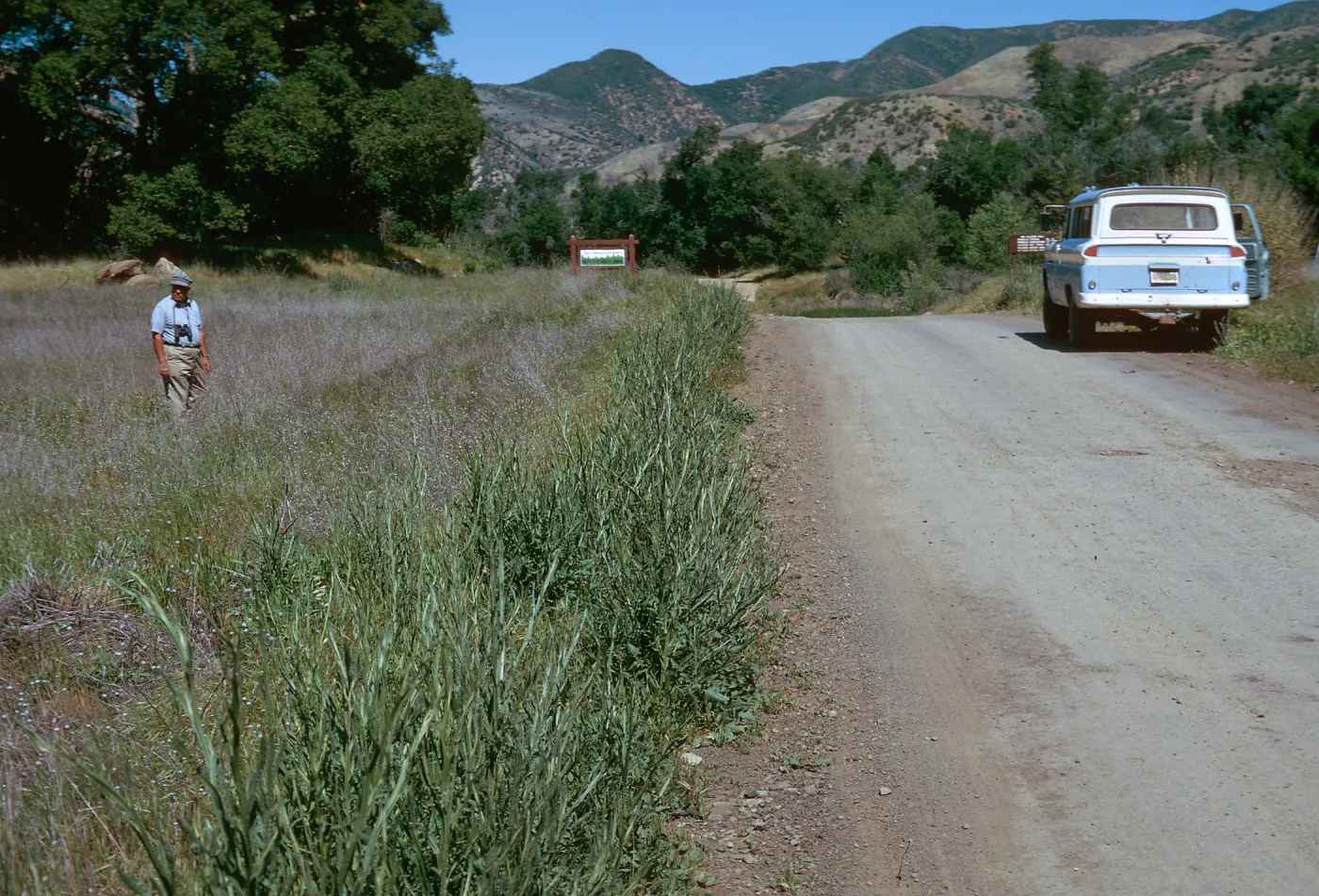 Centaurea solstitialis