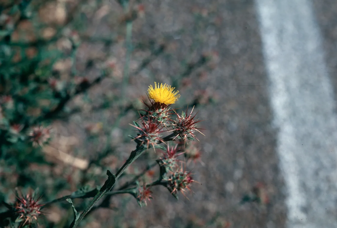 Centaurea melitensis