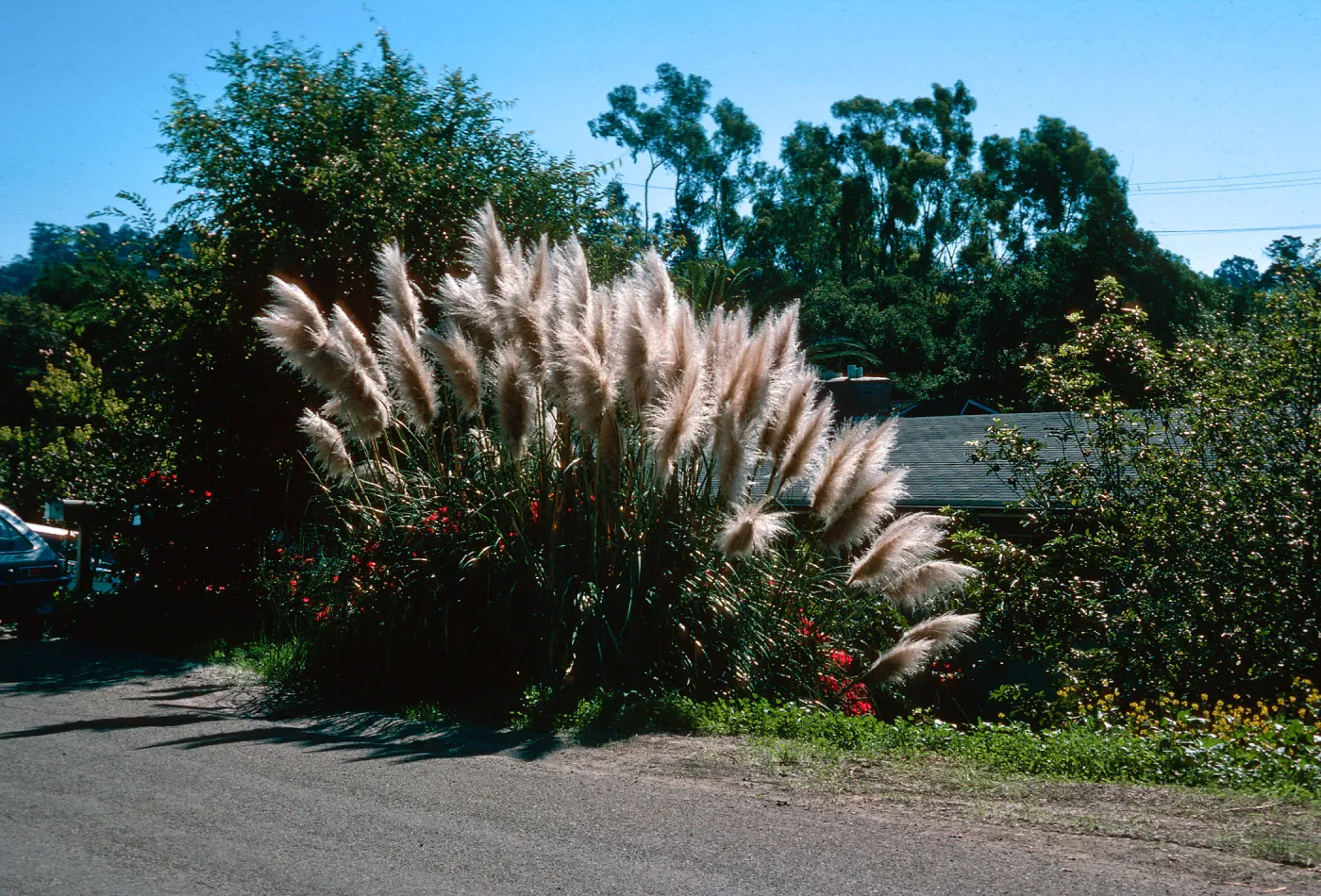 Cortaderia atacamensis, Cheltenham Road