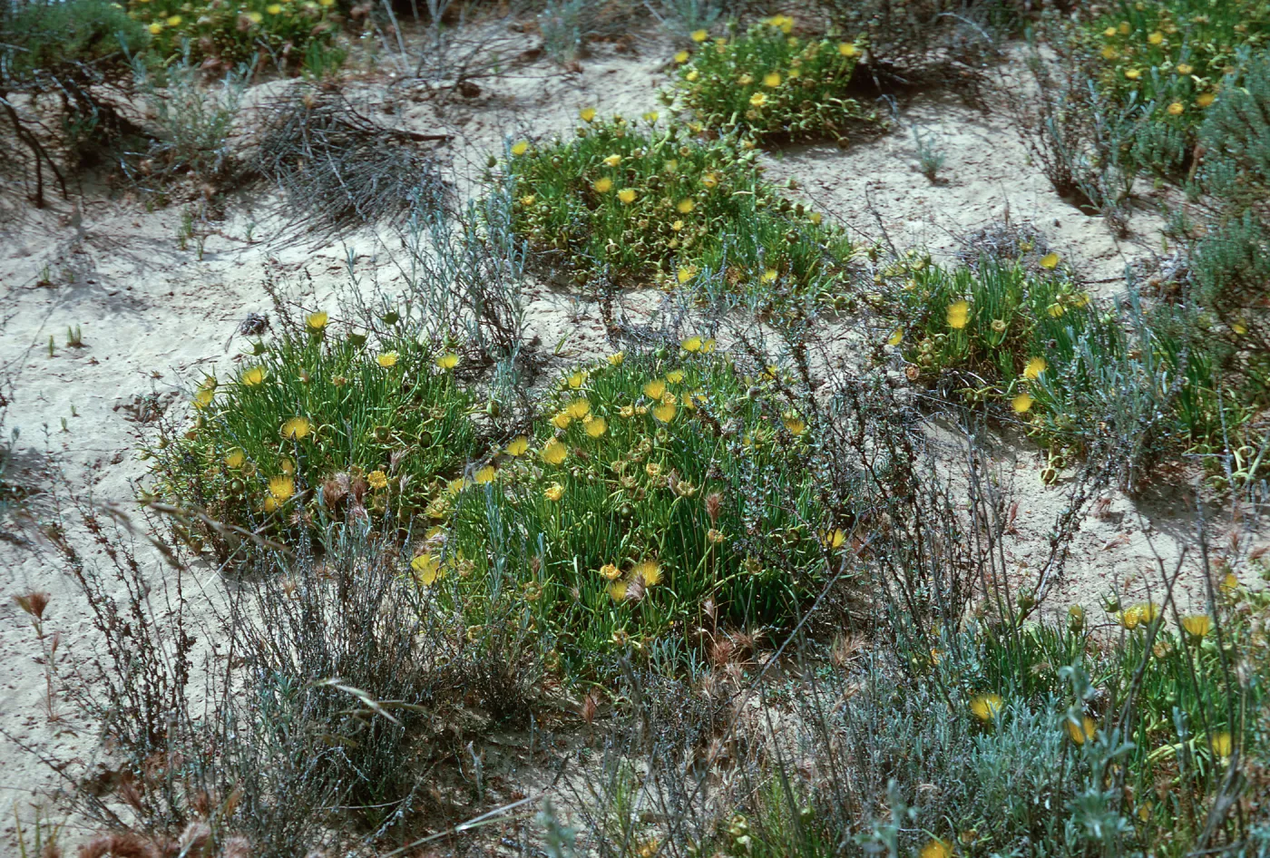 Conicosia pugioniformus, Dune Lakes