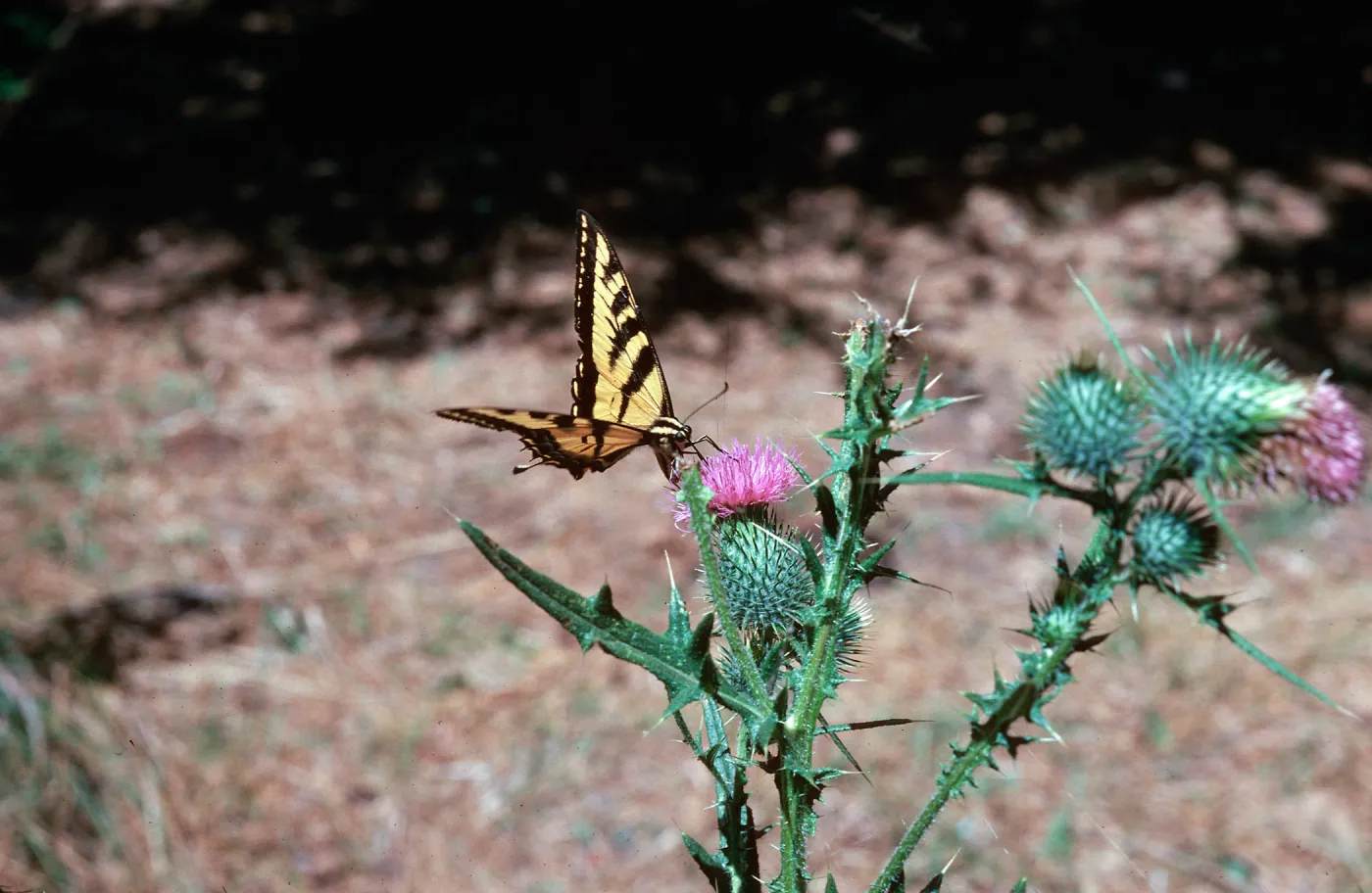 Cirsium vulgare
