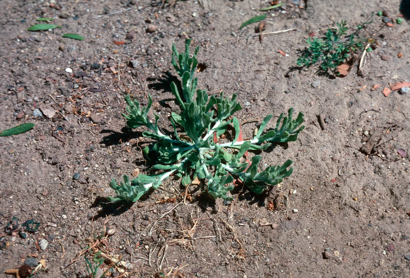 Cudweed leaves