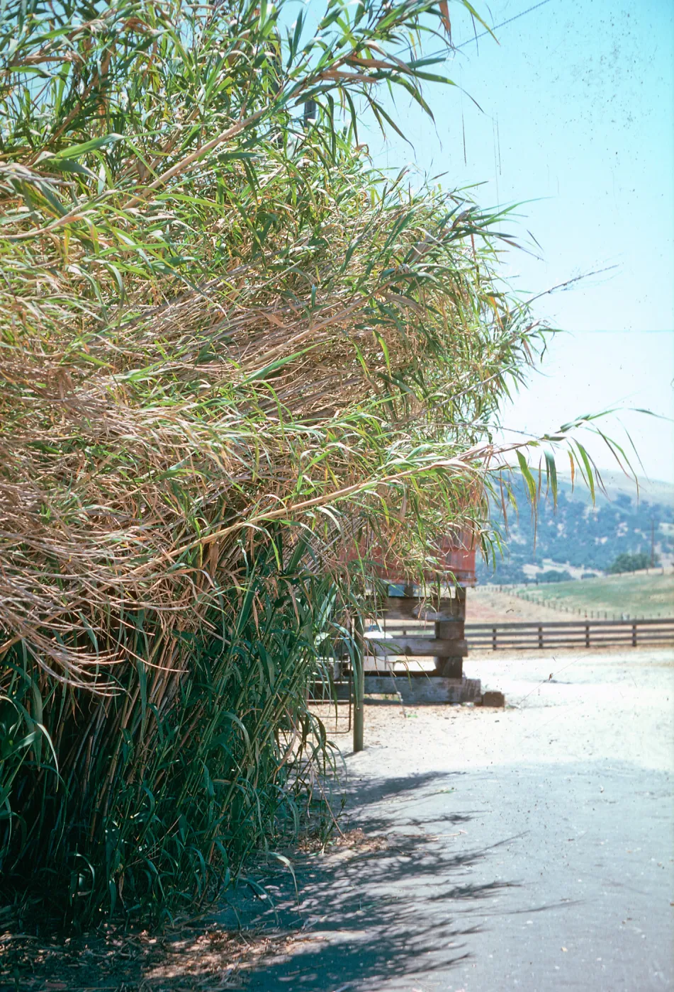 Arundo