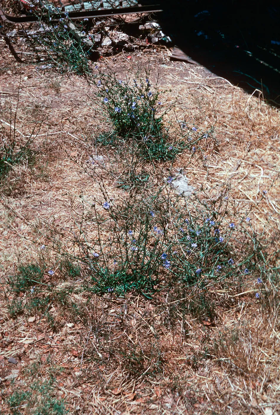 Cichorium