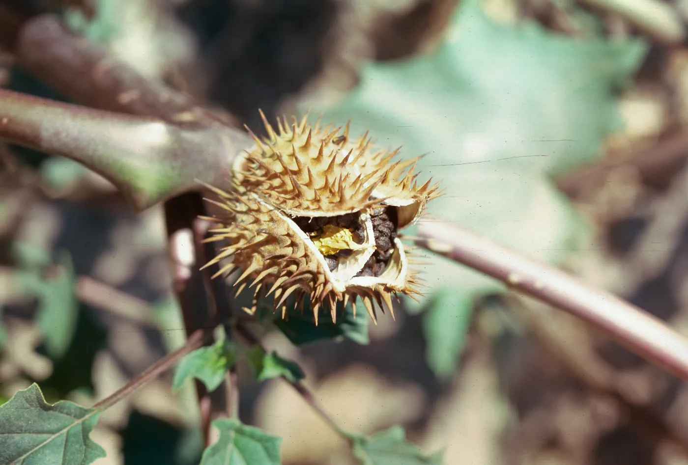 Datura