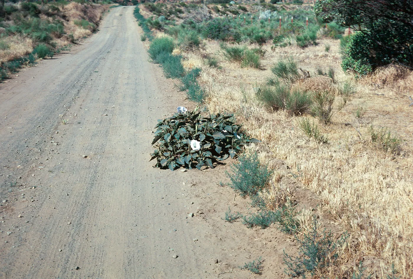 Datura, Santa Barbara Canyon