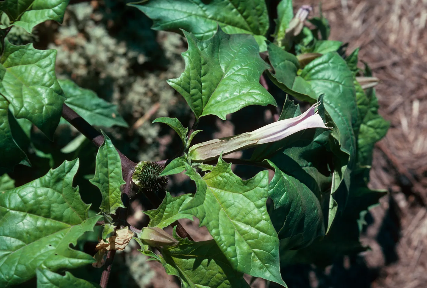 Datura