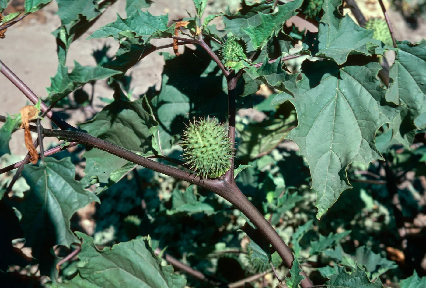 Datura