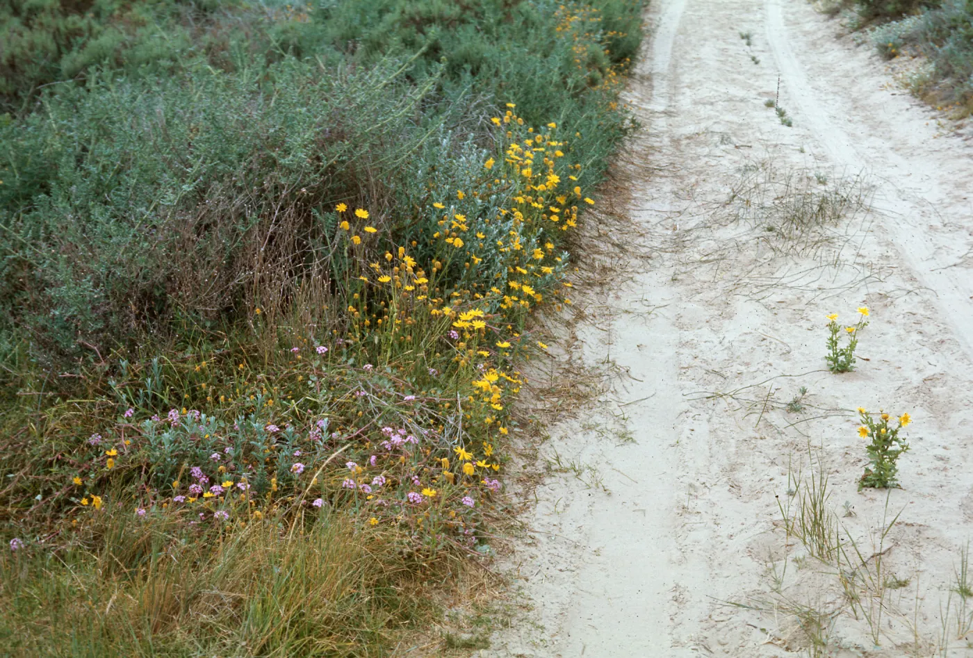 Chrysanthemum segetum, Dune Lakes