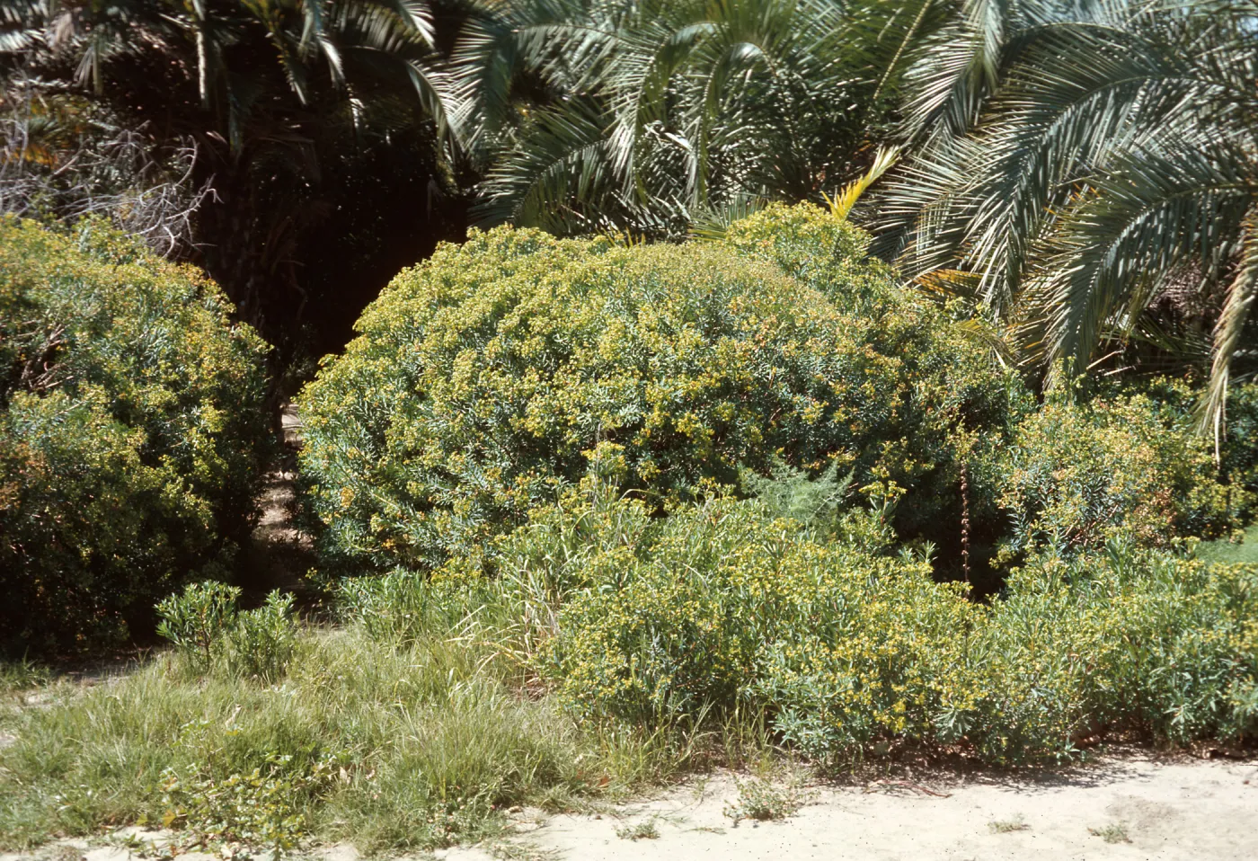 Euphorbia dendroides