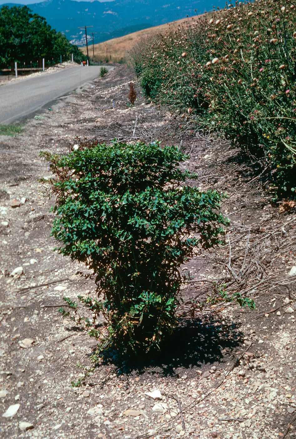Euphorbia lathyris, Refugio